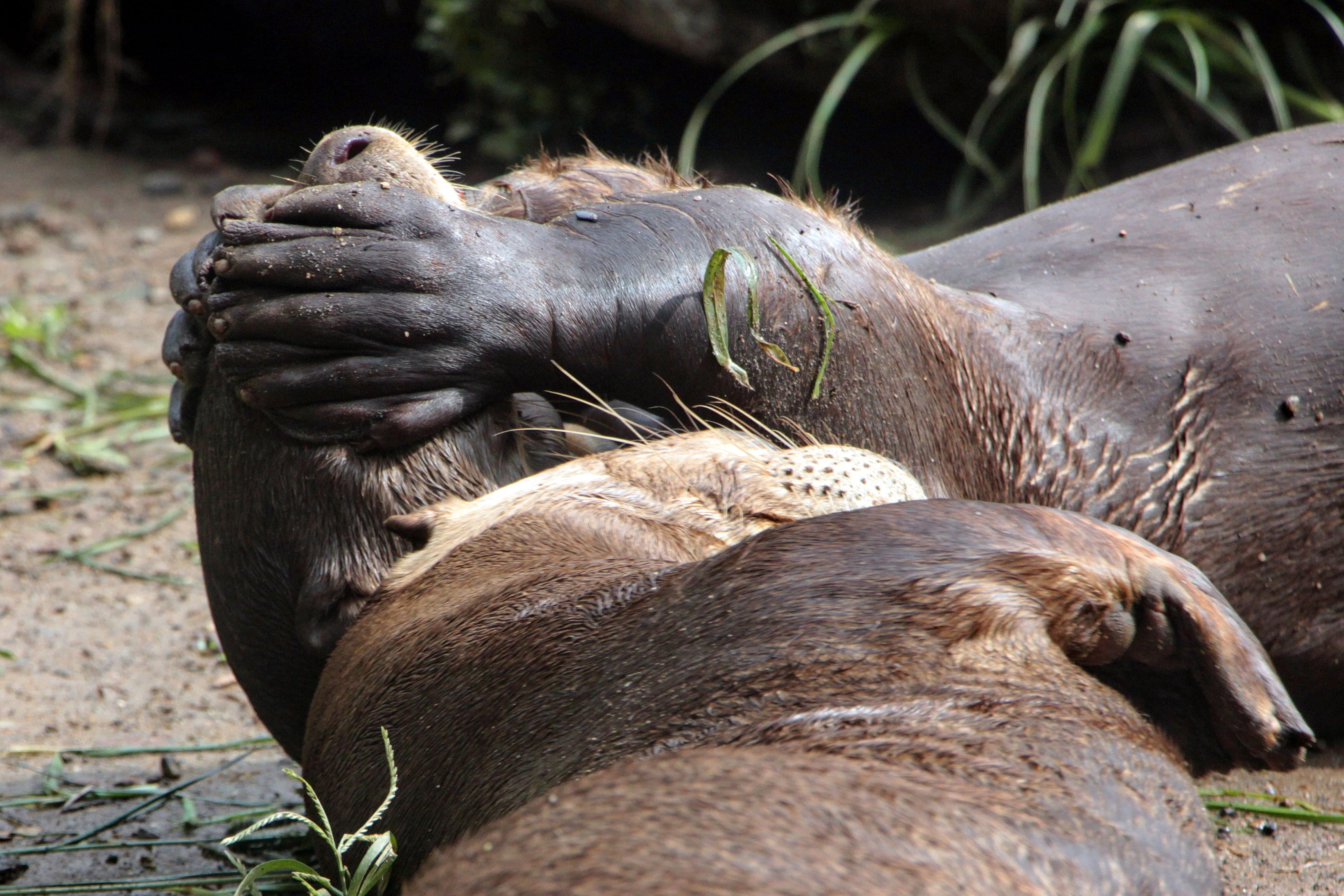 Nacieron tres nutrias gigantes en el zoológico de Cali.