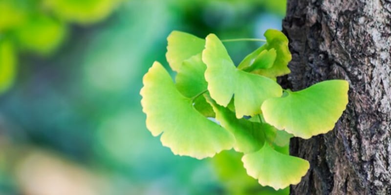 Remedio de ginkgo bilboa  para el pelo