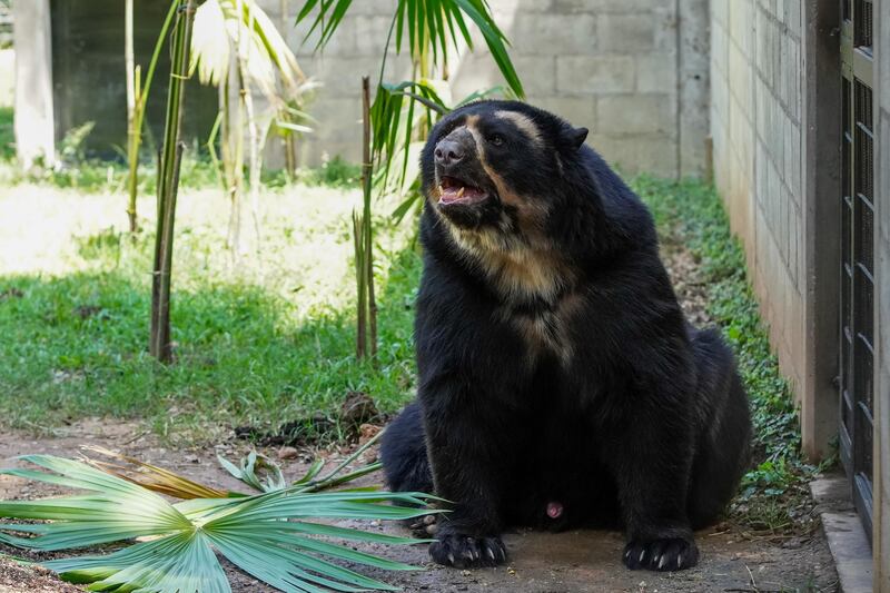 Oso andino en el Parque de la Conservación de Medellín