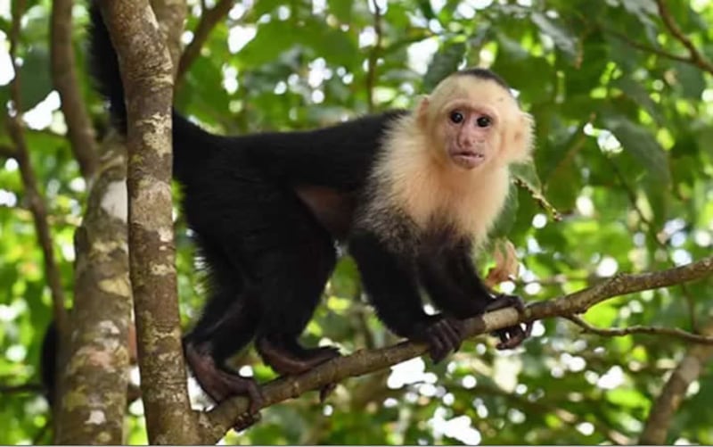 Parte de la Fauna de la reserva natural Para ver la Esperanza, en Valledupar