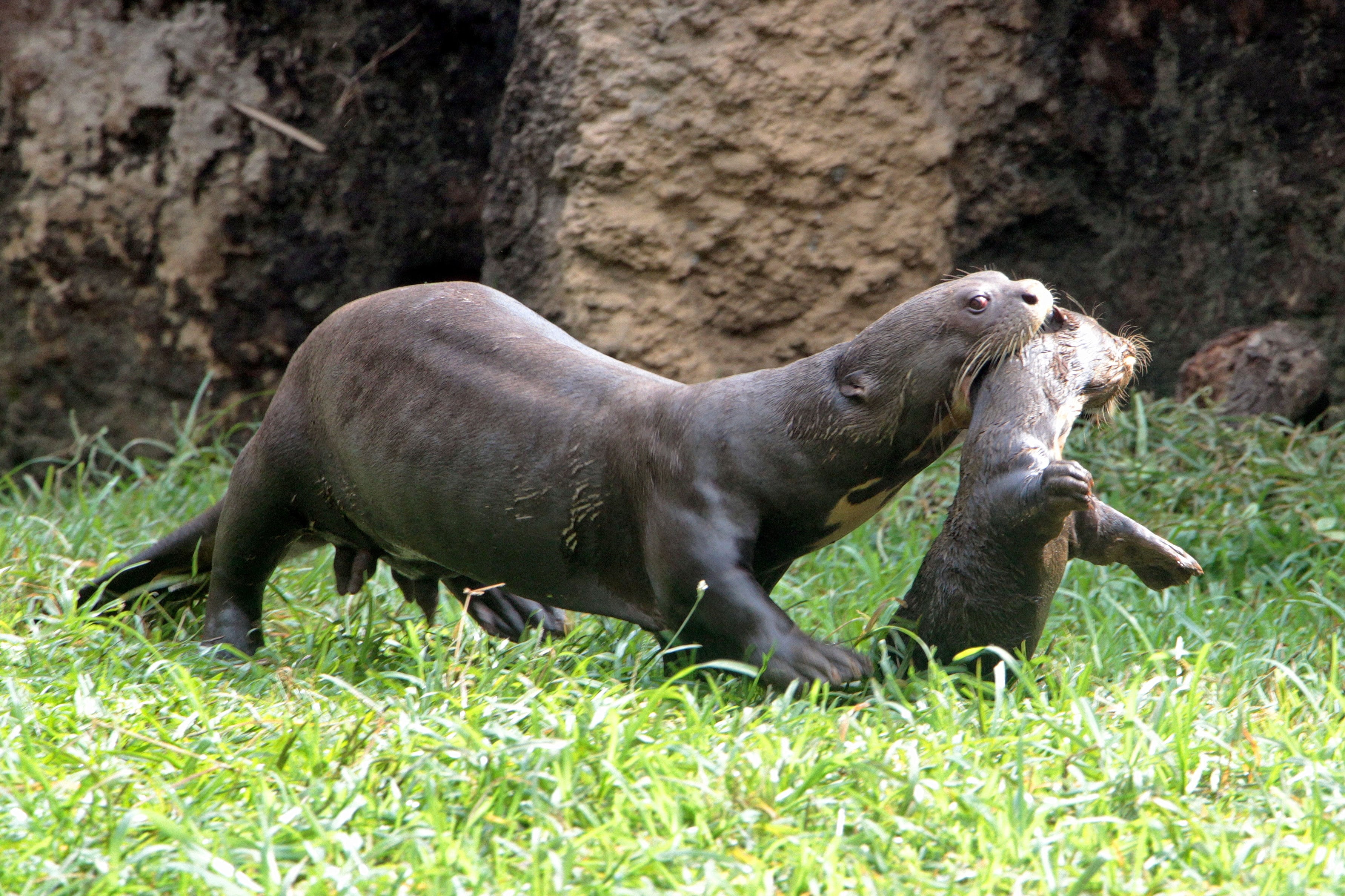 Nacieron tres nutrias gigantes en el zoológico de Cali.