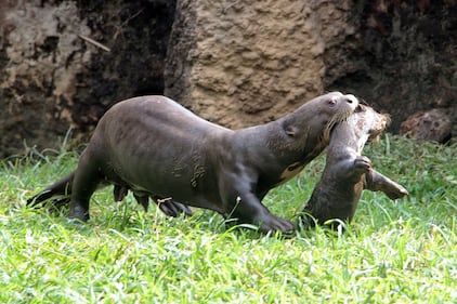 Nacieron tres nutrias gigantes en el zoológico de Cali.