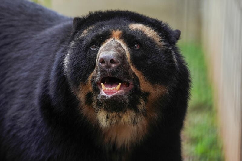 Oso andino en el Parque de la Conservación de Medellín