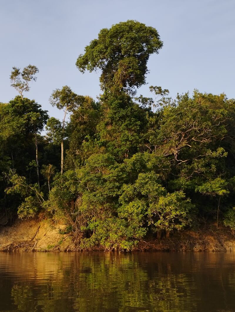 Árbol en el río Inírida.