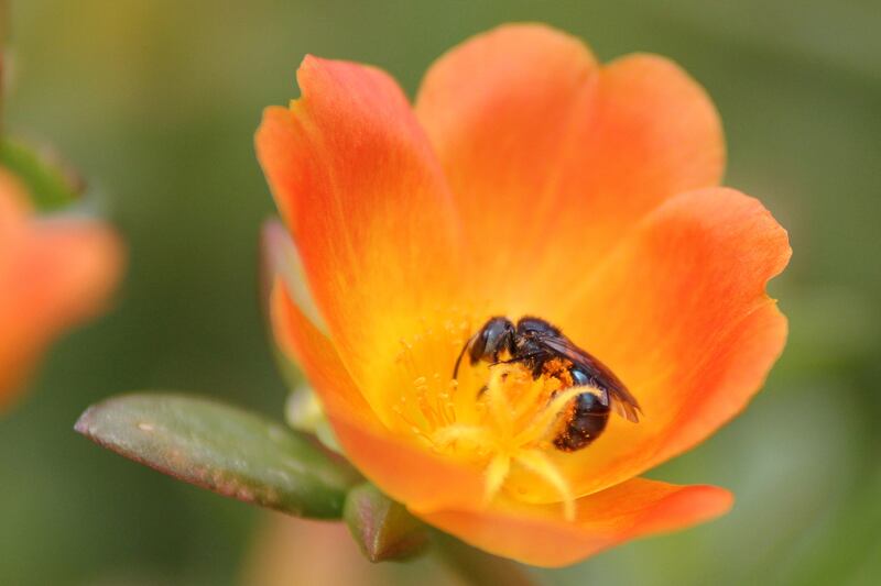 En Cali inaugurarán el Jardín Botánico de Cali, un espacio que reúne la vegetación y la flora del Valle del Cauca.