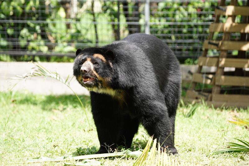 Oso andino en el Parque de la Conservación de Medellín