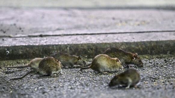 Aumento de las ratas en Medellín