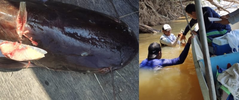 Toma de muestras de peces en el río Atabapo.