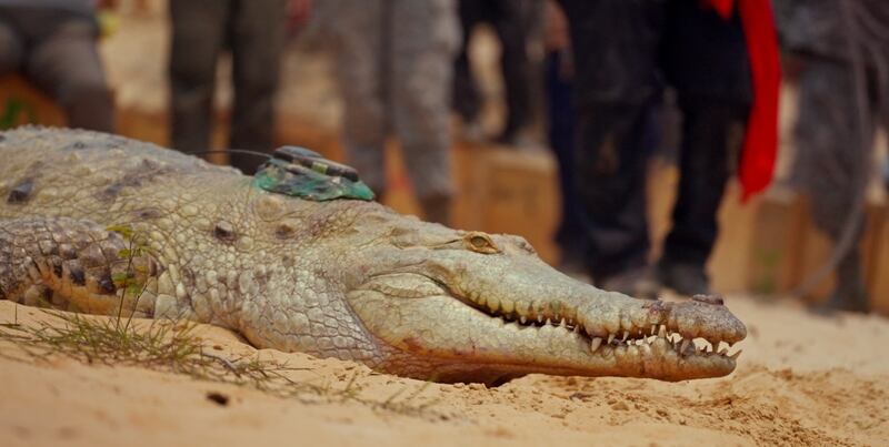 El regreso de 25 cocodrilos al río Orinoco, se convierte en un documental que será visto en la COP 16.