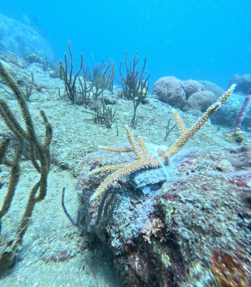 Así se siembran las guarderías de corales en el Caribe colombiano.