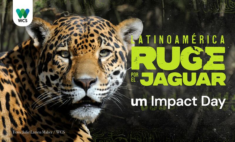 Los jaguares son el principal felino de Latinoamérica.