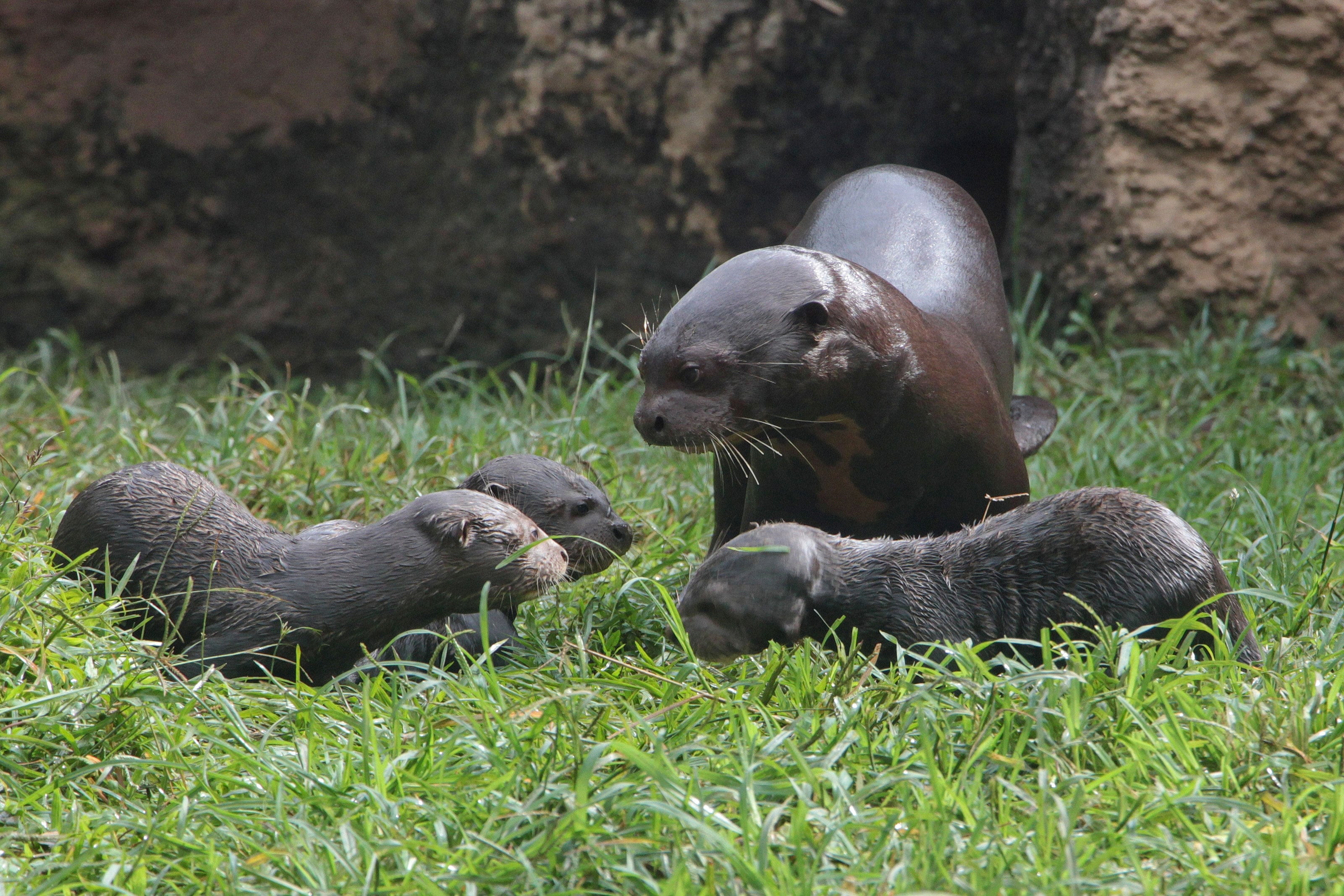 Nacieron tres nutrias gigantes en el zoológico de Cali.