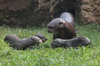 Nacieron tres nutrias gigantes en el zoológico de Cali.