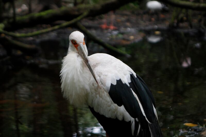 Ave en el Aviario Nacional de Barú.