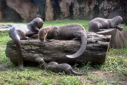 Nacieron tres nutrias gigantes en el zoológico de Cali.