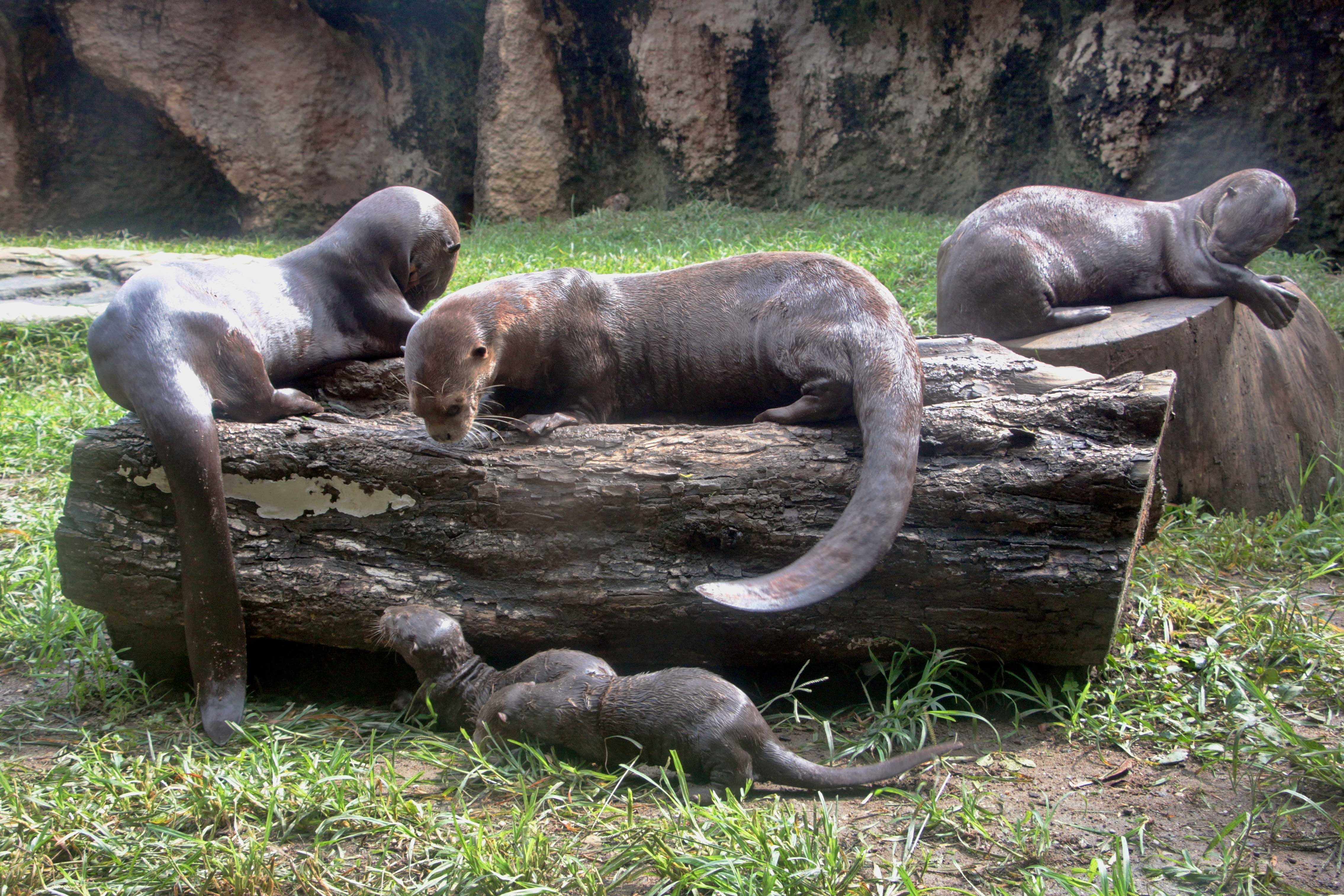 Nacieron tres nutrias gigantes en el zoológico de Cali.