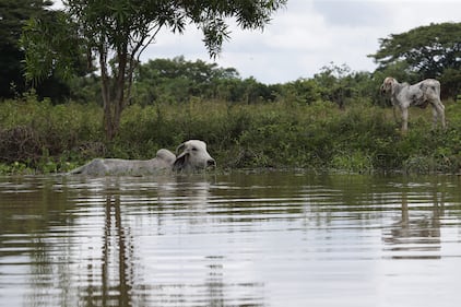 Ciénaga de Ayapel, en Córdoba, zona que hace parte del sistema hídrico de La Mojana, al norte de Colombia.